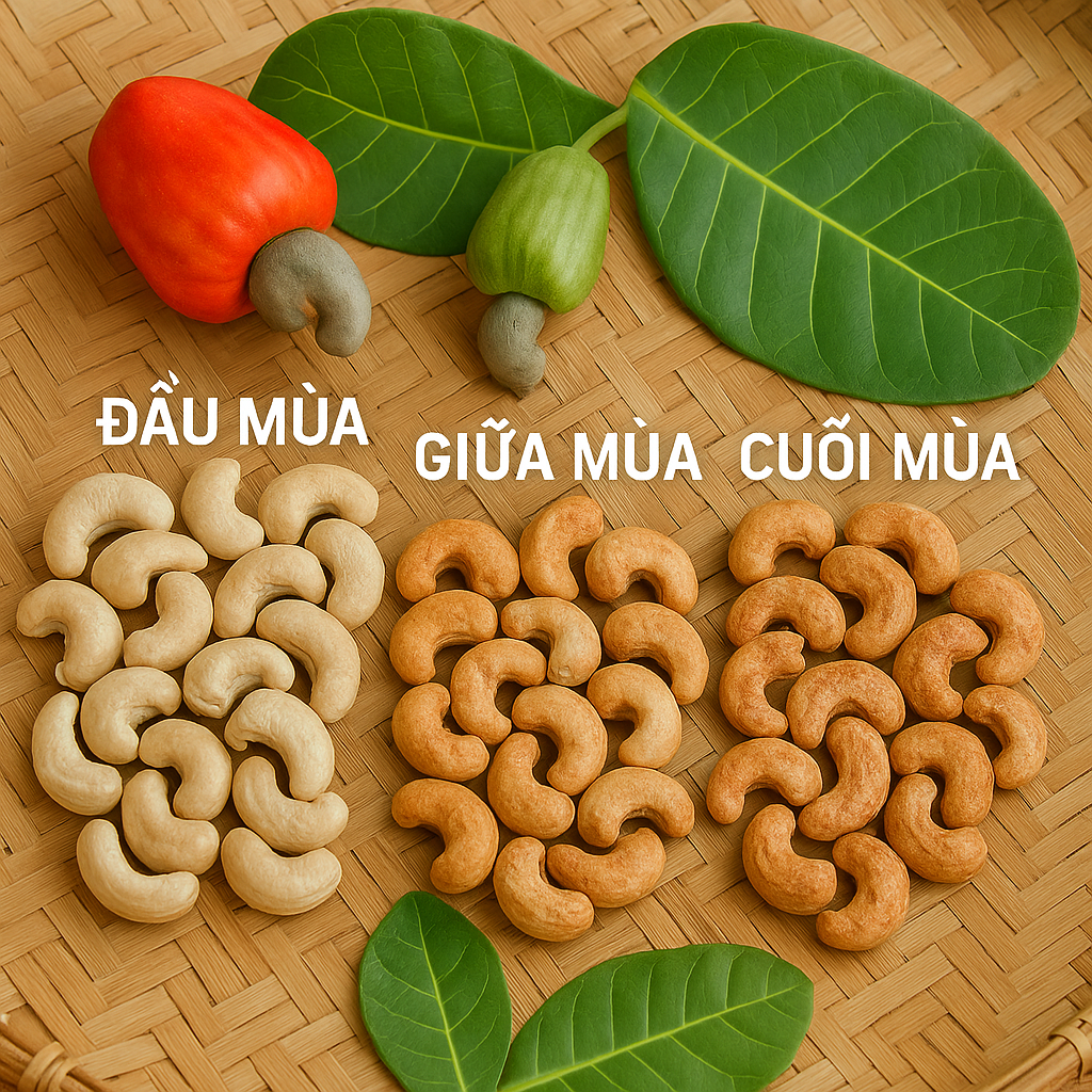 Phương pháp so sánh hạt điều đầu mùa, giữa mùa và cuối mùa