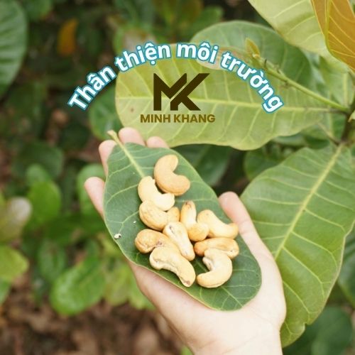 Hạt điều và xu hướng đóng gói thân thiện môi trường