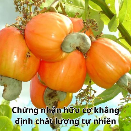 Chứng nhận hữu cơ khẳng định chất lượng tự nhiên, không hóa chất, giúp hạt điều Việt Nam tăng sức cạnh tranh quốc tế